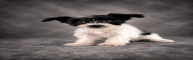 AKC Susie 