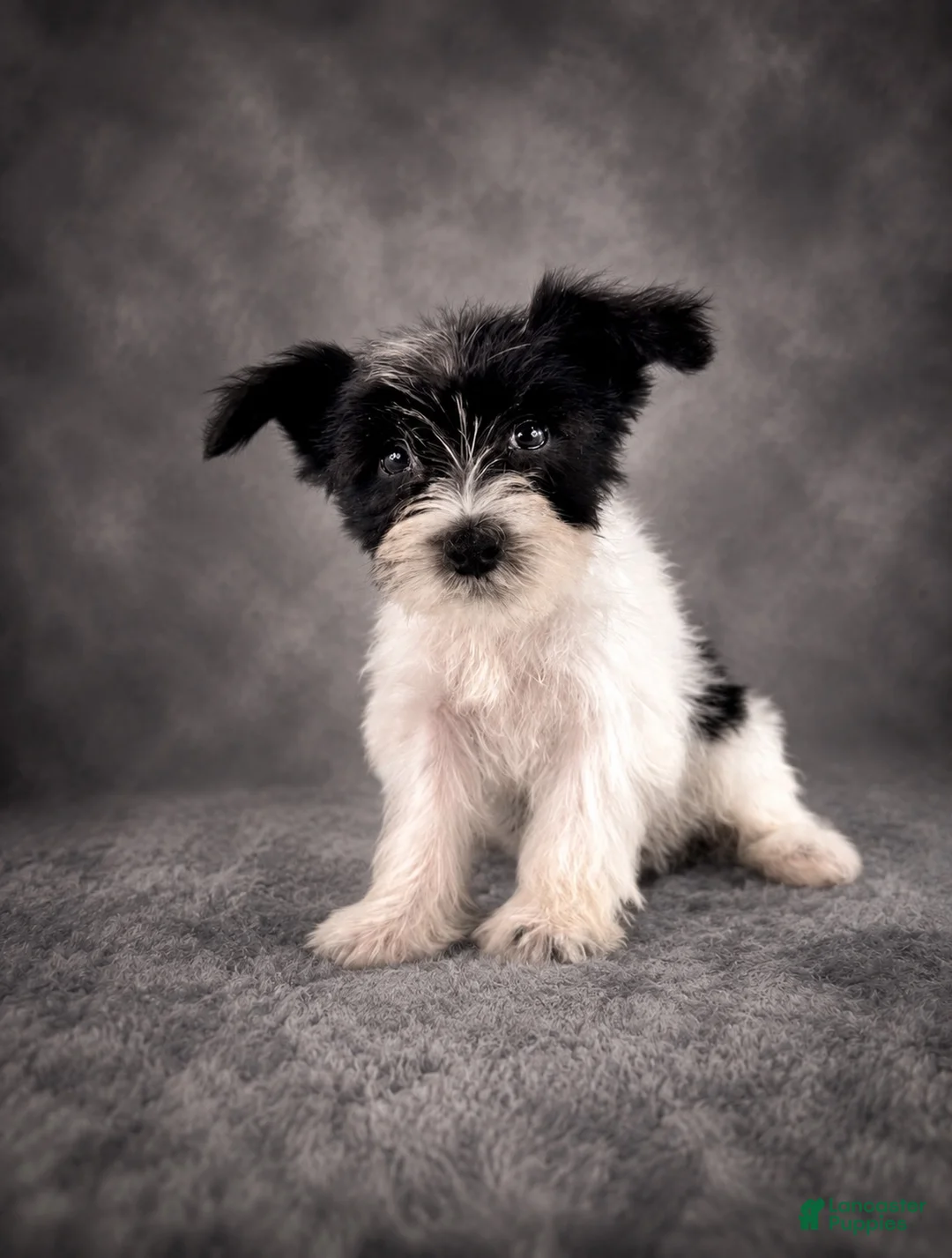 Miniature Schnauzer dogs for sale: AKC Susie  - Ad 1