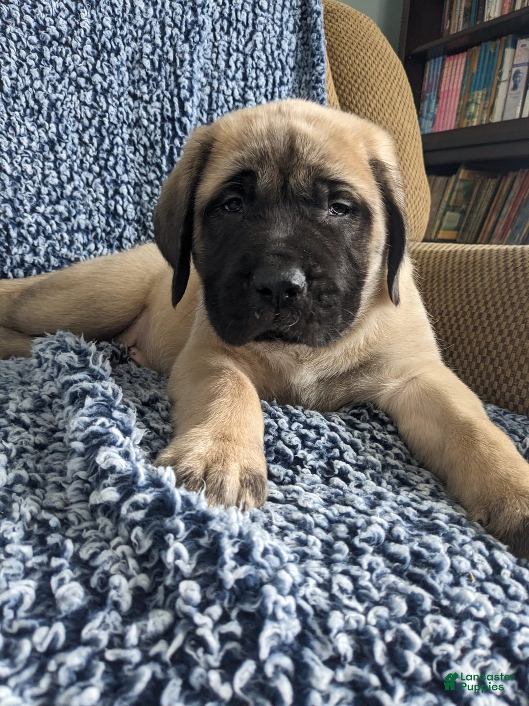 Gallery Image {{count}}