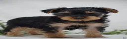 Yorkshire Terrier dogs for sale: EMERALD - Ad 1