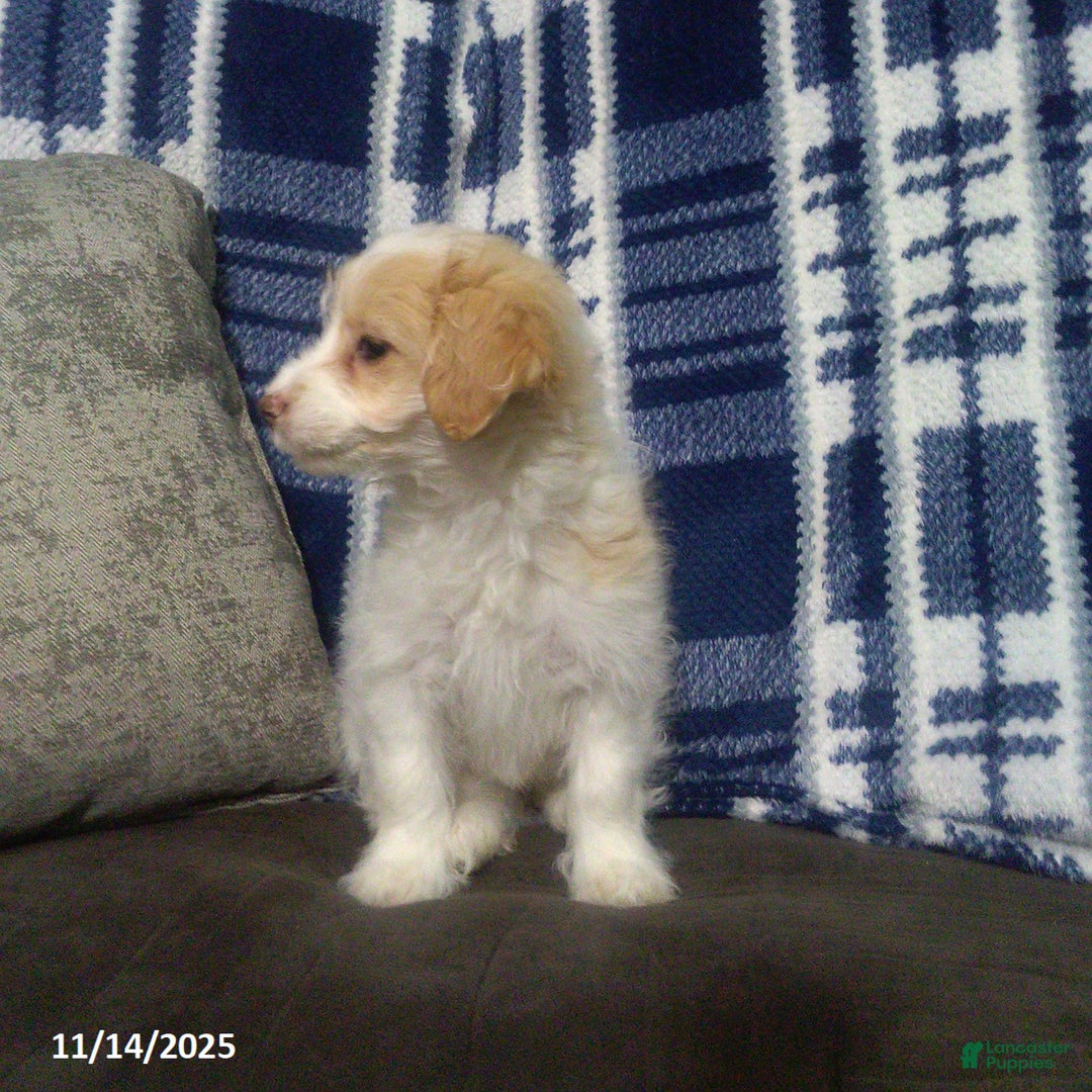 Cavapoo dogs for sale: Goldie - Ad 3