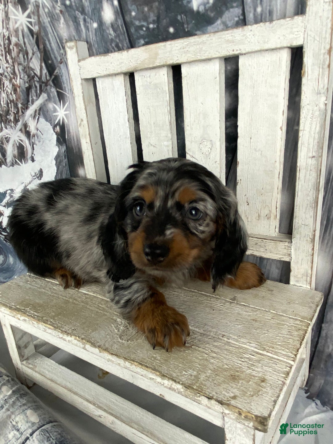 Miniature Dachshund dogs for sale: Marlow - Ad 8