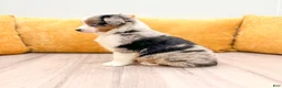 Miniature Australian Shepherd dogs for sale: Bingo - Ad 5