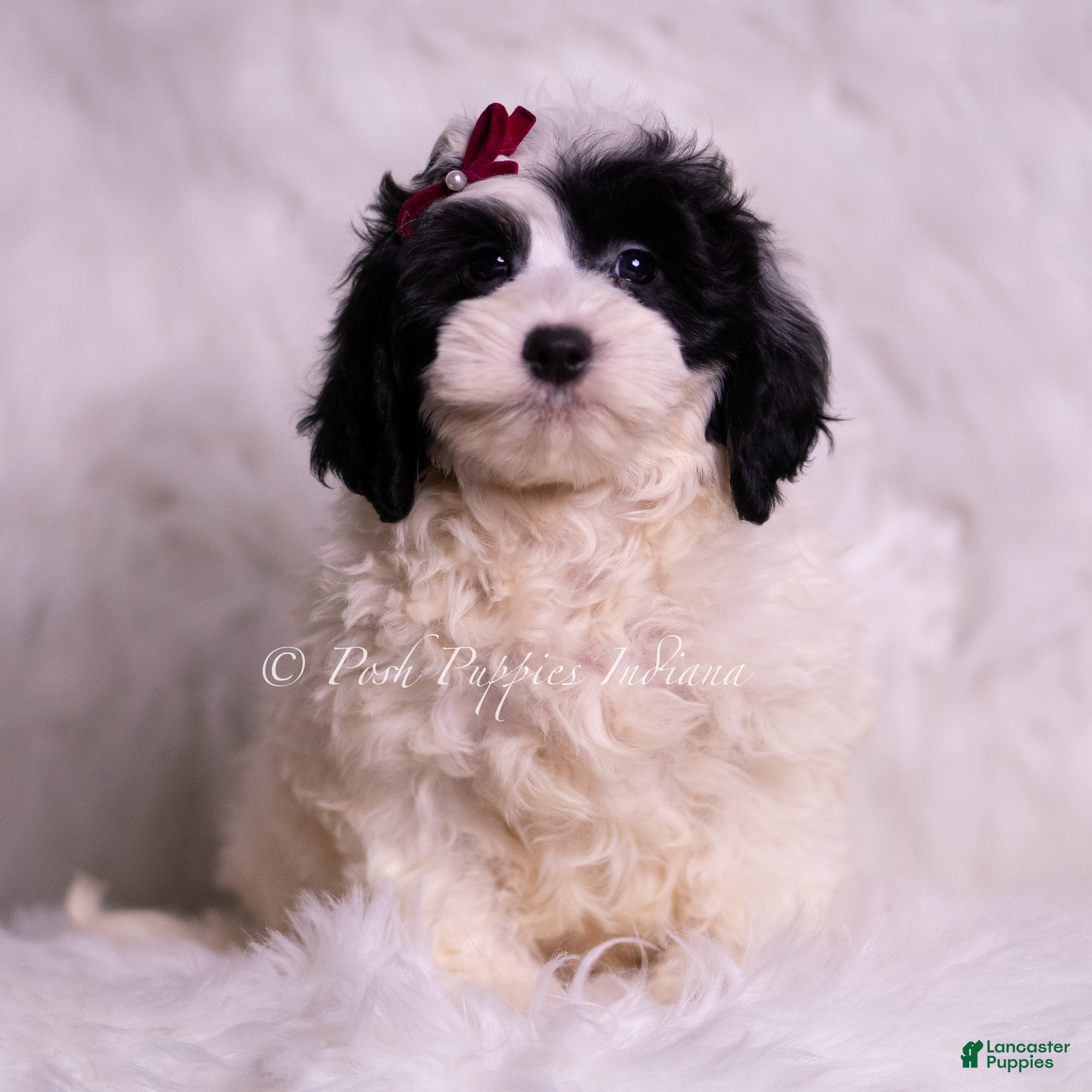 Mini Goldendoodle dogs Magic - Ad 19