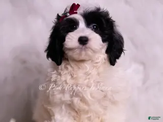 Mini Goldendoodle dogs Magic - Ad 19