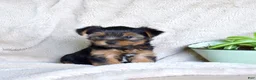 Yorkshire Terrier dogs for sale: Pluto - Ad 4