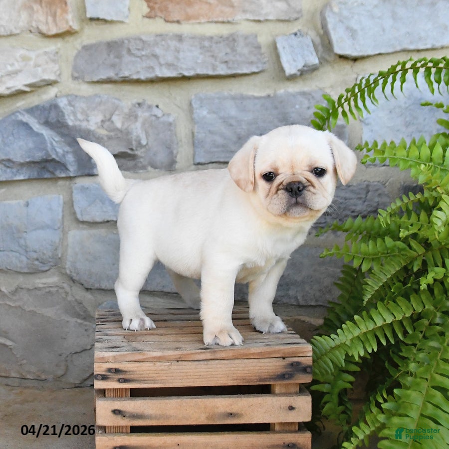 Frug dogs Hazel - Ad 2