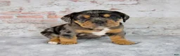Beabull dogs for sale: Graham - Ad 2
