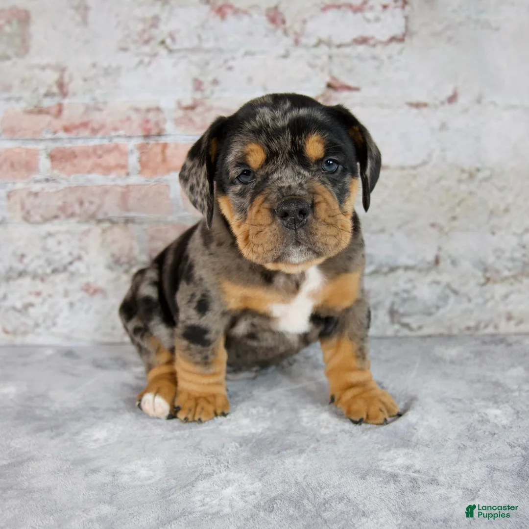 Beabull dogs for sale: Graham - Ad 2