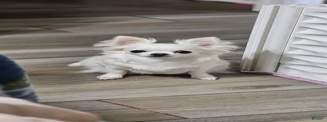Razzle dazzle