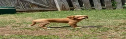 Mixed Breed dogs for sale: Mimi - Ad 3