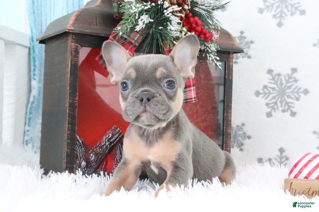 French Bulldog dogs for sale: Bingo - Ad 2