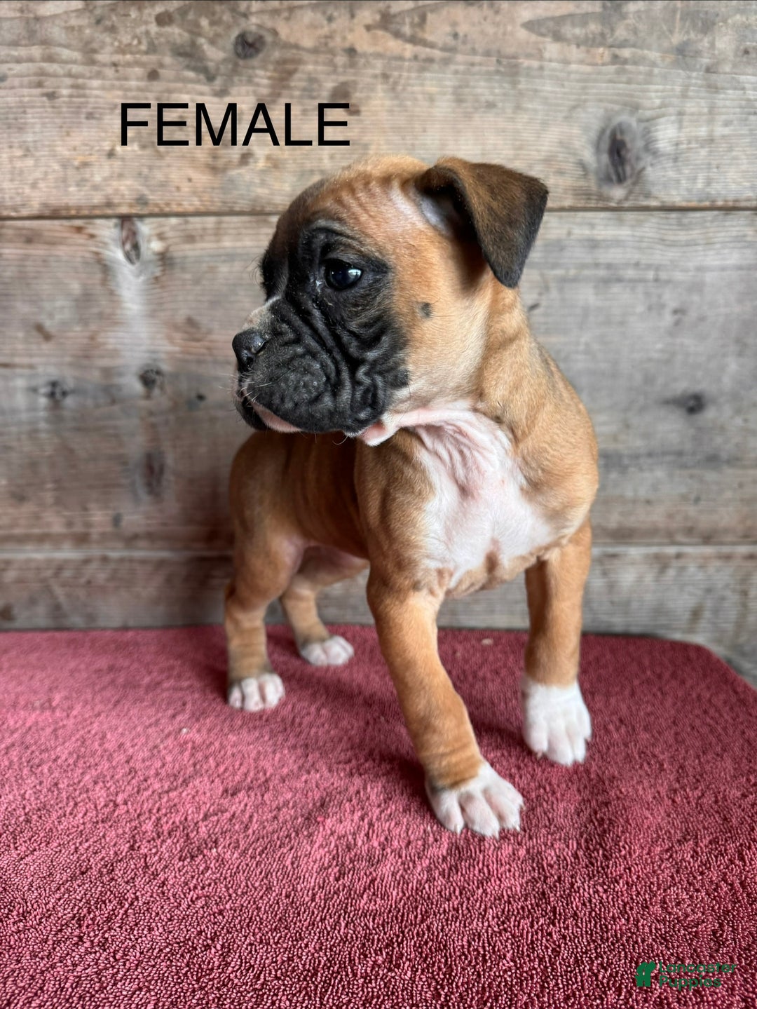 Boxer dogs for sale: Boxer Puppy 5 - Ad 1