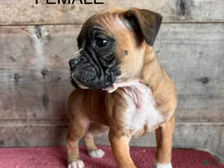 Boxer dogs Boxer Puppy 5 - Ad 16