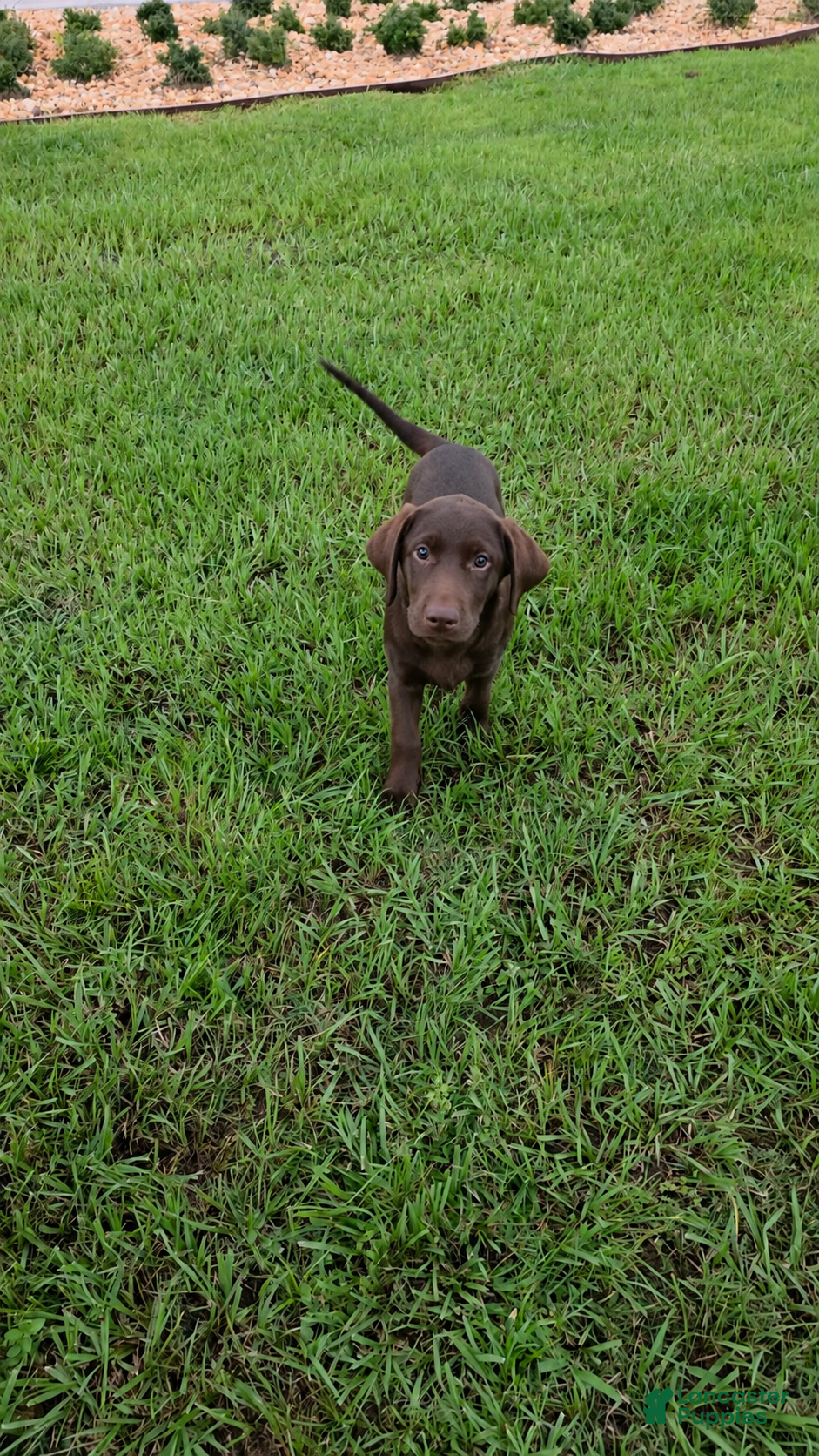 Labrador Retriever dogs Oscar - Ad 3