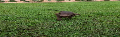 Oscar