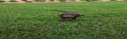 Labrador Retriever dogs for sale: Oscar - Ad 1