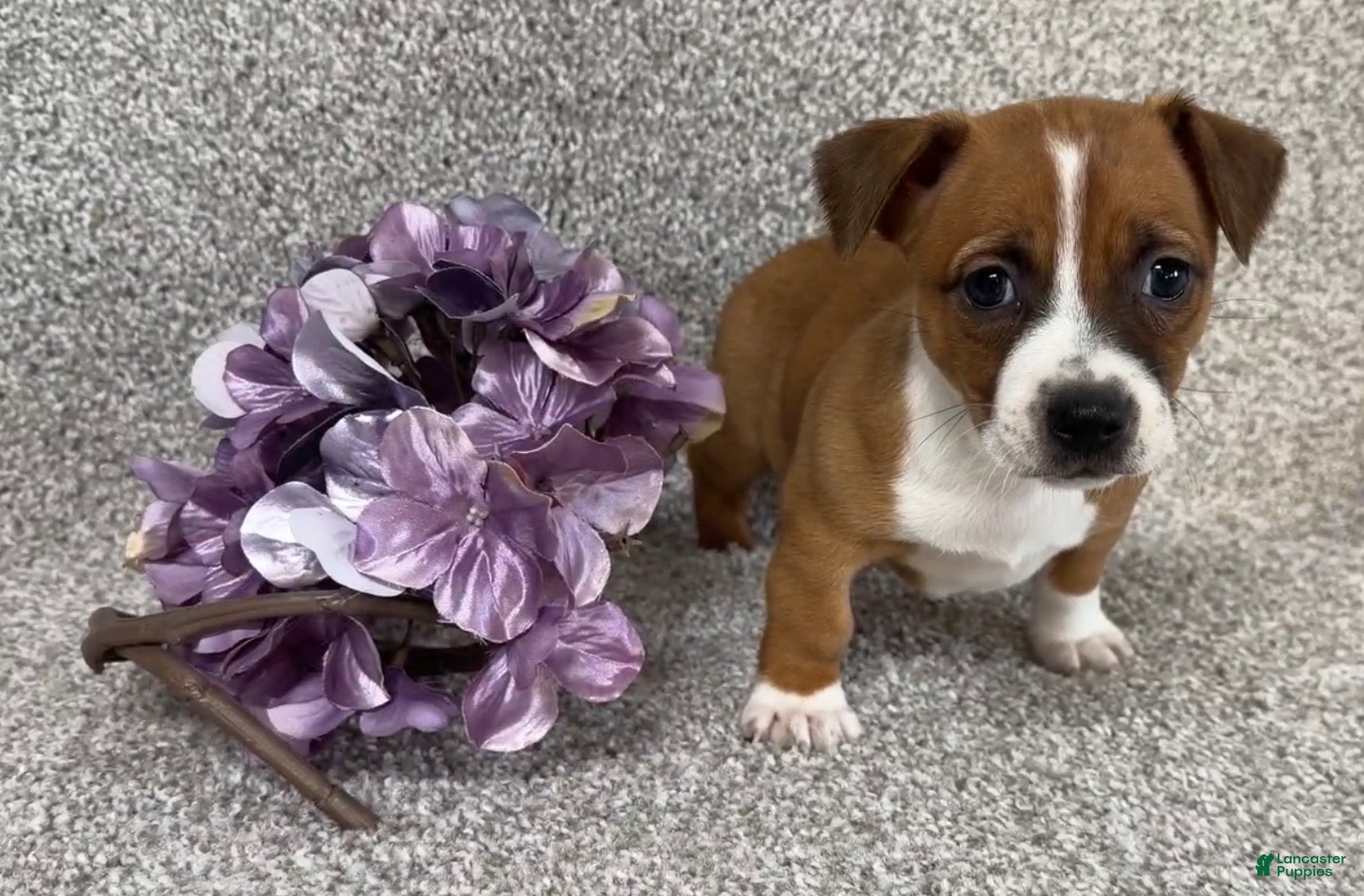 Jack Russell Terrier dogs Sally - Ad 1