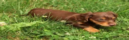 Miniature Dachshund dogs for sale: Teddy - Ad 6