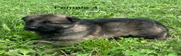 German Shepherd dogs for sale: German Shepherd 3 - Ad 24