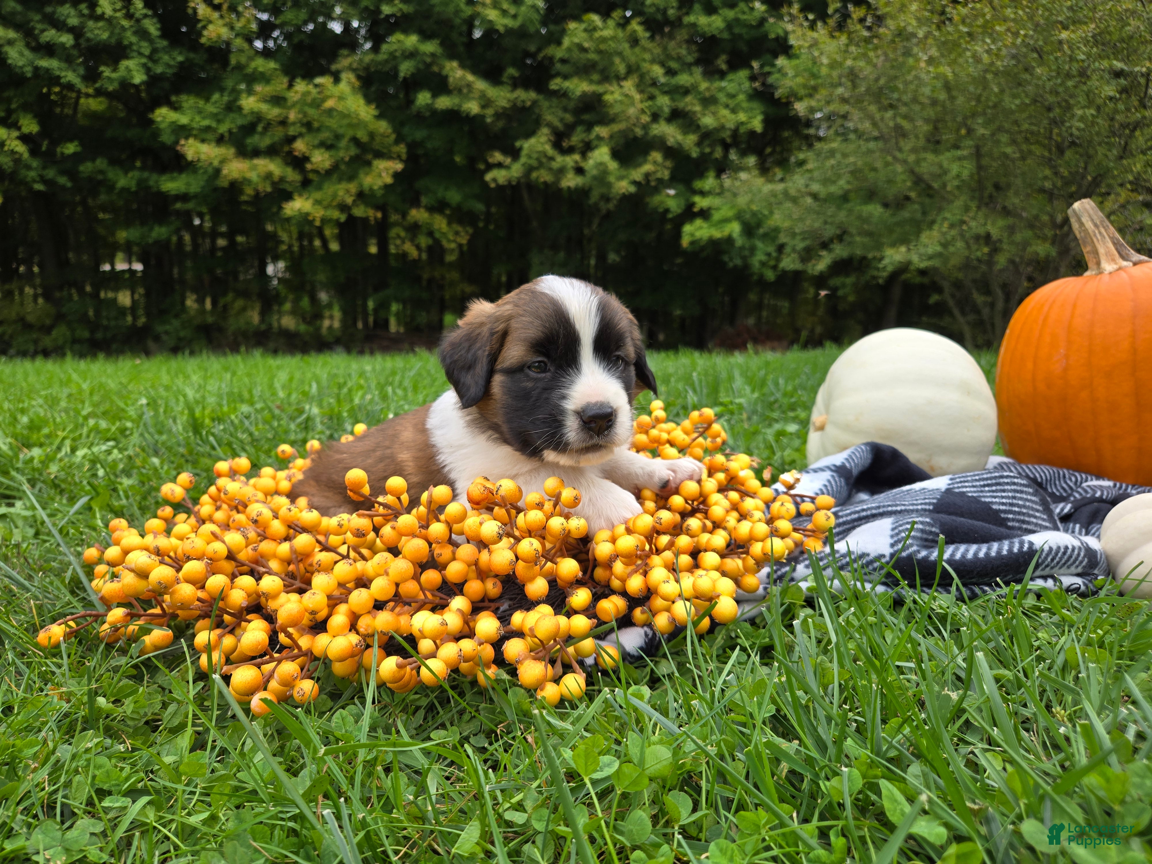 Saint Bernard dogs Maggie - Ad 2