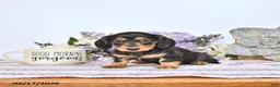 Miniature Dachshund dogs for sale: Tava - Ad 4