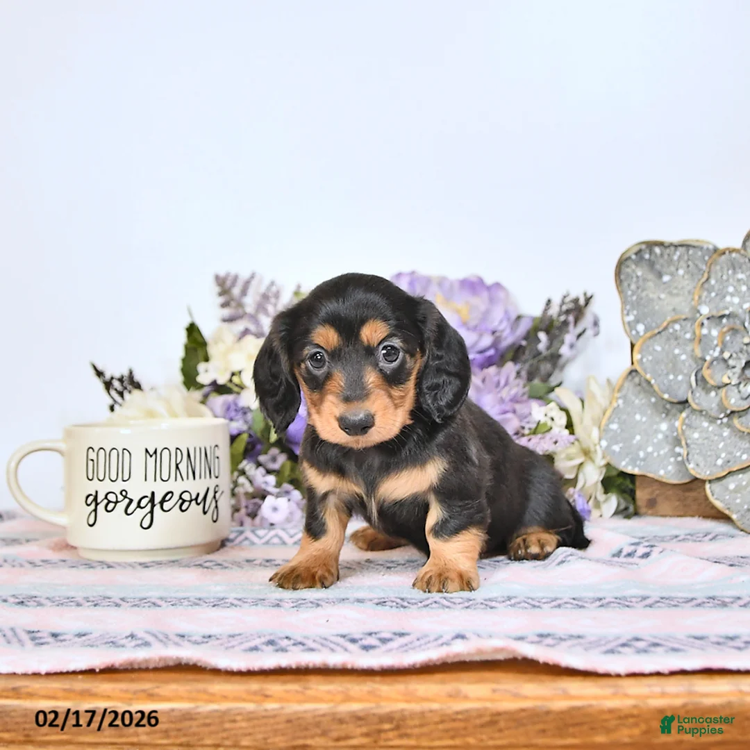 Miniature Dachshund dogs for sale: Tava - Ad 4
