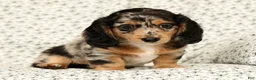Miniature Dachshund dogs for sale: Jesse - Ad 6