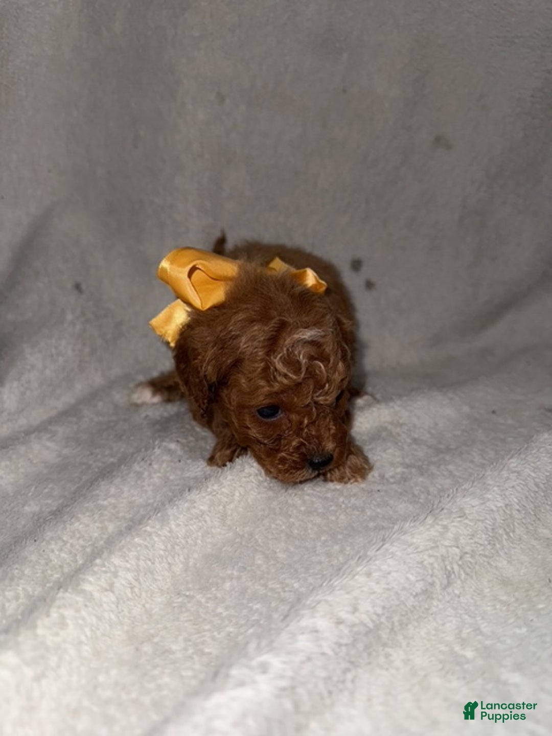 Cavapoo dogs for sale: Cavapoo Puppy 6 - Ad 4