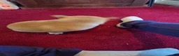 Shiba Inu dogs for sale: Fawn Female - Ad 11