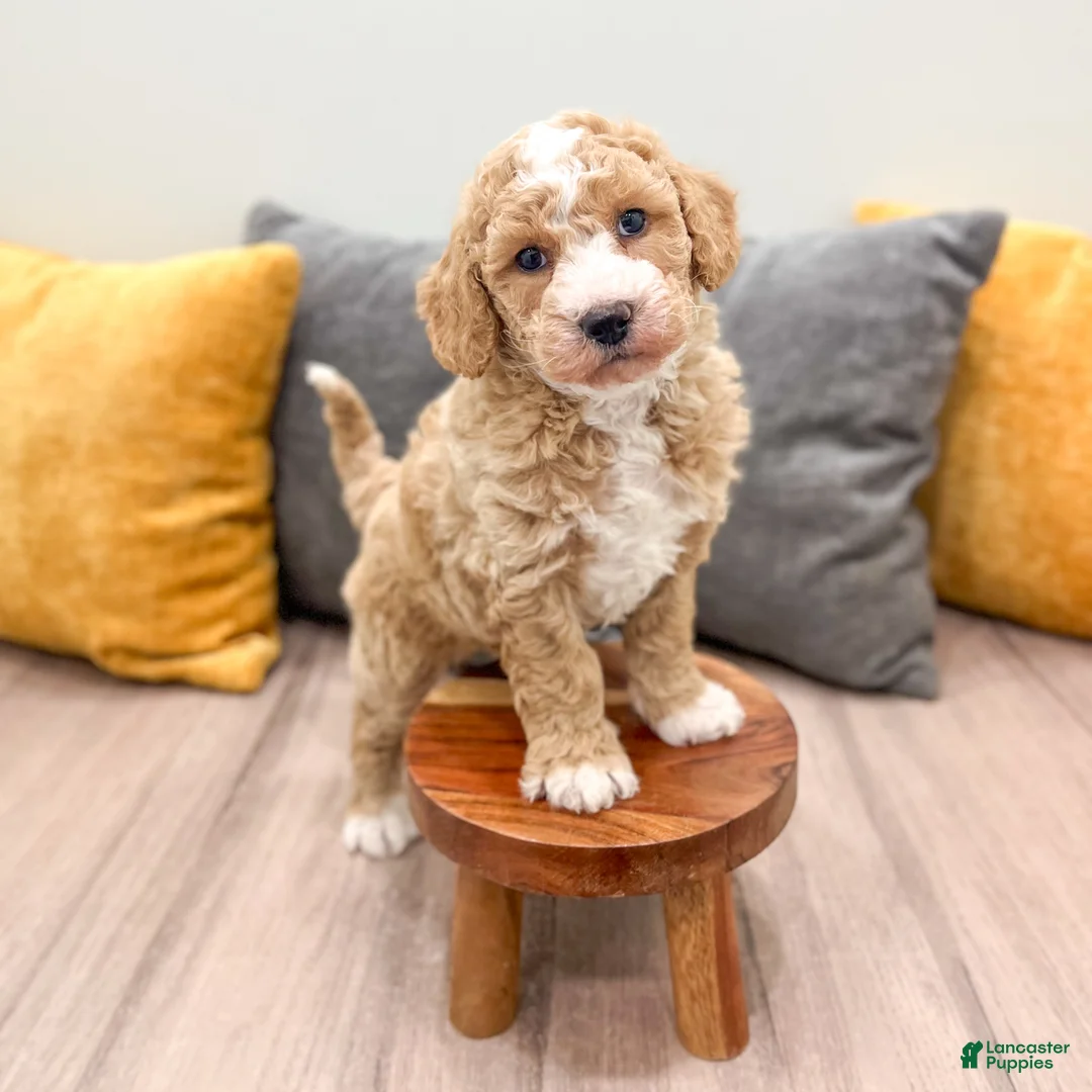 Mini Goldendoodle dogs for sale: Jackson - Ad 1