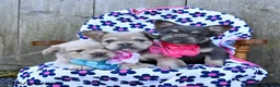 French Bulldog dogs for sale: Russelll - Ad 6