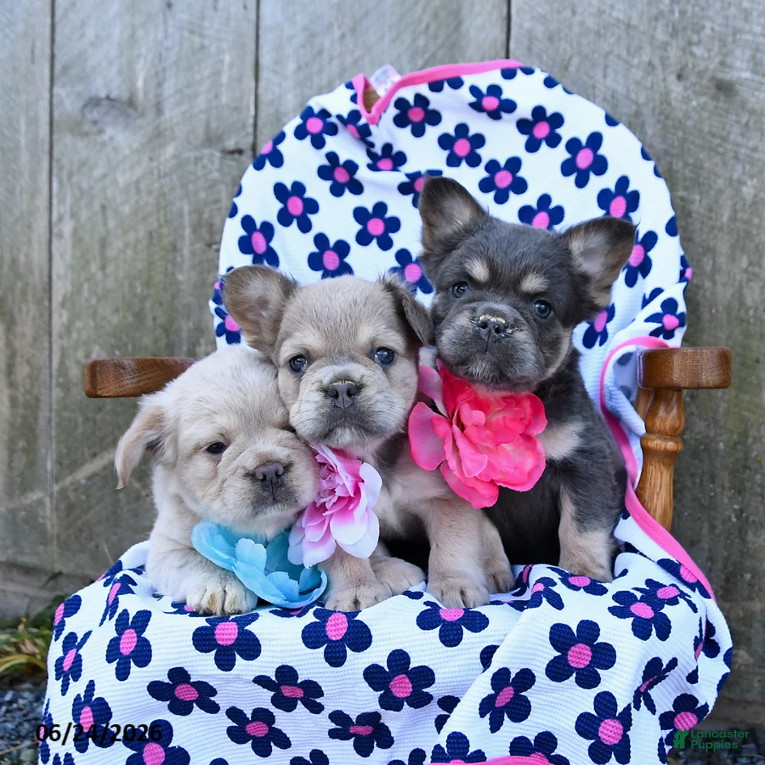French Bulldog dogs for sale: Russelll - Ad 6