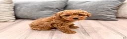 Miniature Poodle dogs for sale: Alfie - Ad 2