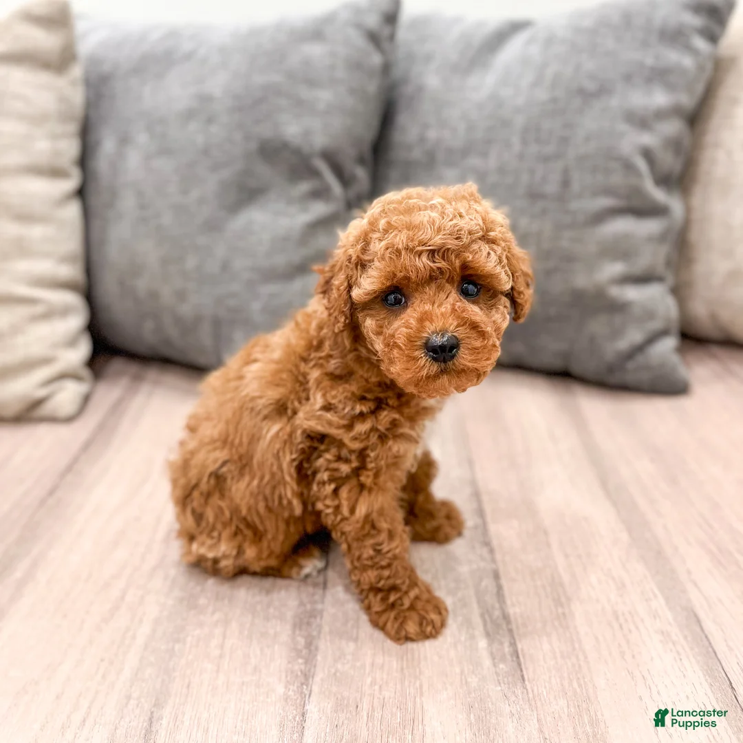 Miniature Poodle dogs for sale: Alfie - Ad 2