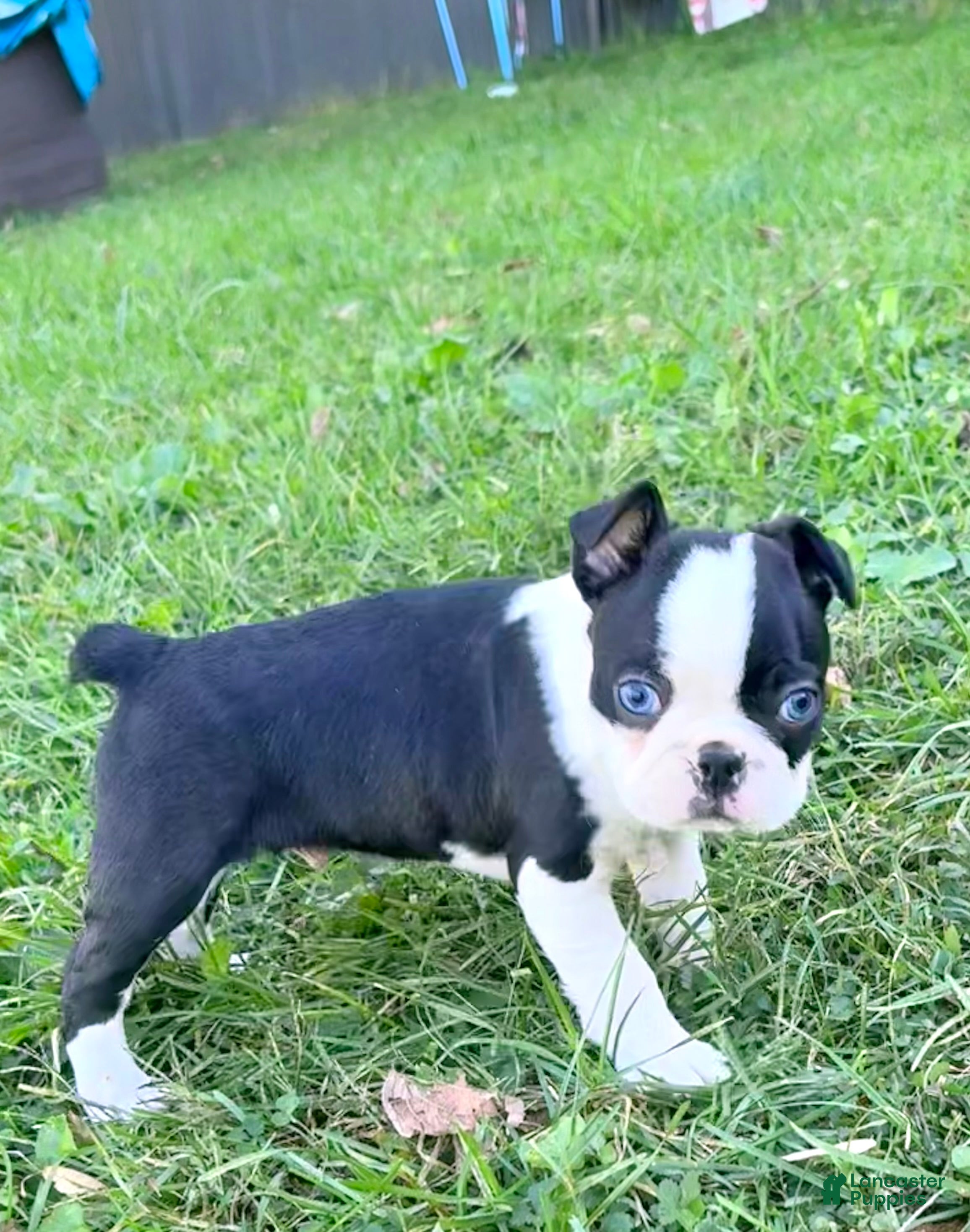 Boston Terrier dogs for sale: Boston Terrier 2 - Ad 2