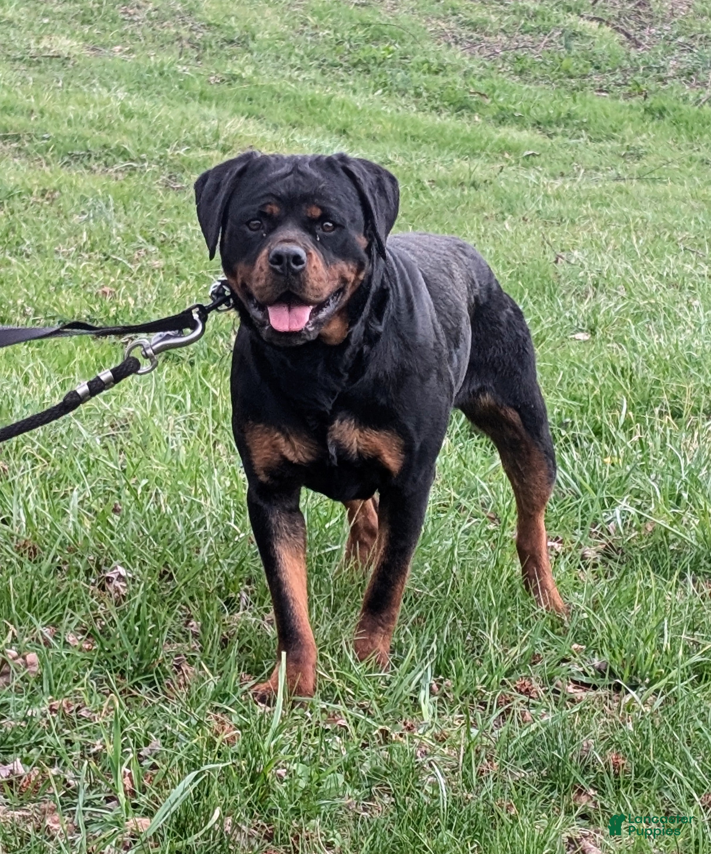 Rottweiler dogs Bella - Ad 2