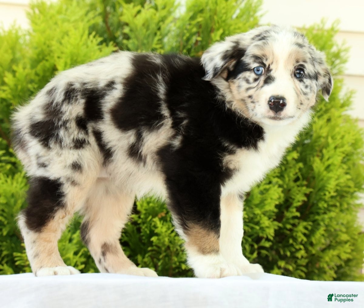 Australian Shepherd dogs for sale: Flower - Ad 4