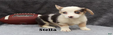 Stella