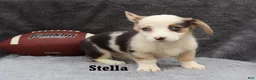Welsh Corgi Pembroke dogs for sale: Stella - Ad 3