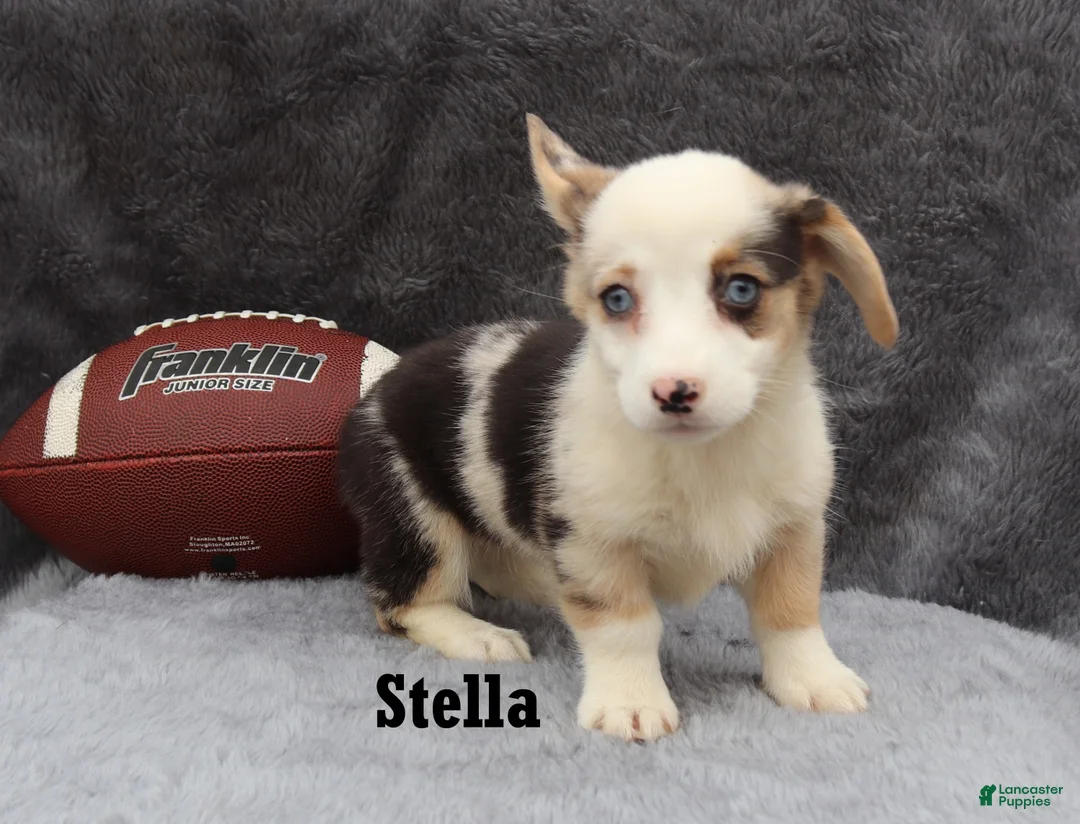 Welsh Corgi Pembroke dogs for sale: Stella - Ad 3