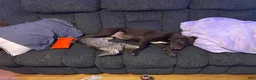 Mixed Breed dogs for sale: Mixed Breed 1 - Ad 1
