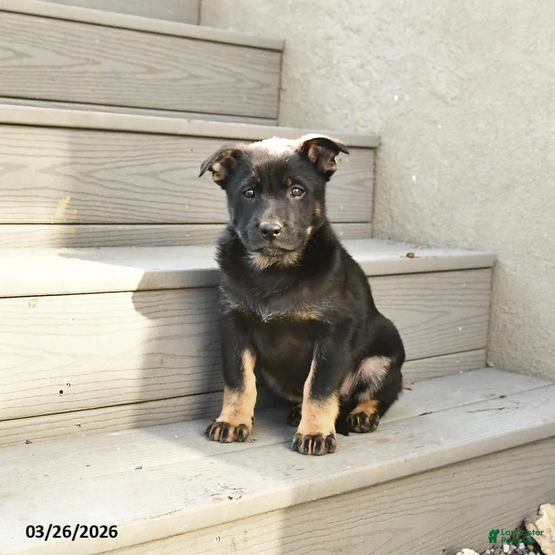 Mixed Breed dogs for sale: Saffron - Ad 1