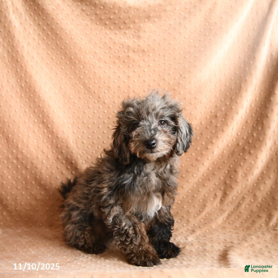 Mini Aussiedoodle dogs Snickers - Ad 41