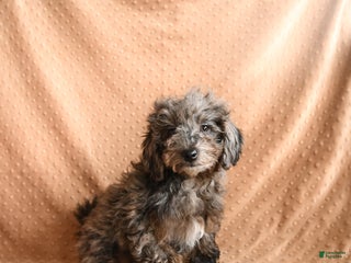 Mini Aussiedoodle dogs Snickers - Ad 38