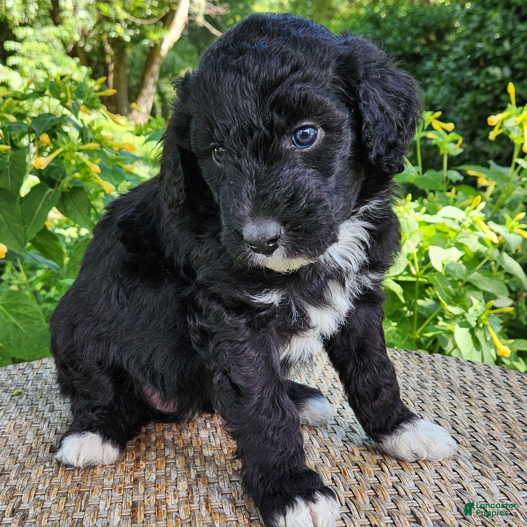 Mini Aussiedoodle dogs Lottie - Female - Tri-Color - Ad 2