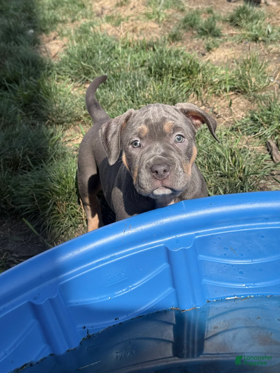 American Bully dogs for sale: Freya - Ad 1