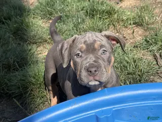 American Bully dogs Freya - Ad 32