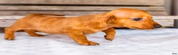 Miniature Dachshund dogs for sale: Cooper - Ad 5