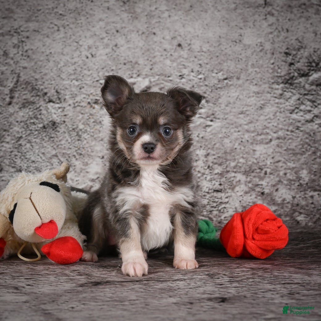 Chihuahua dogs Ariel - Ad 1